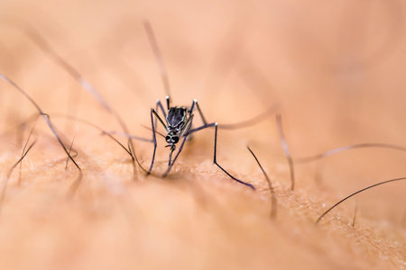 mosquito on the human skin, close-up. macro