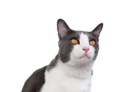 Portrait of a cat with yellow eyes isolated on a white background