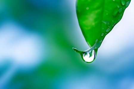 Water drop on green leaf with blue sky background, Nature background.