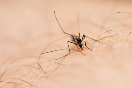 mosquito on human skin, close-up, macro.