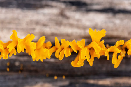 Yellow lichen on a wooden background. Macro. Selective focus.