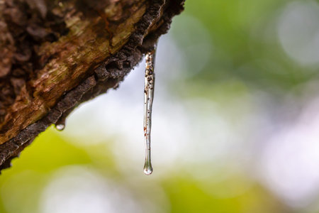 Drops of water on the bark of a tree in nature.