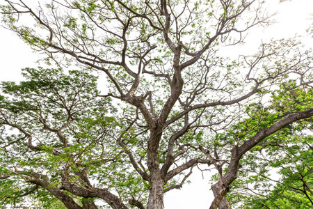The big tree on the white sky background in the garden of Thailand.