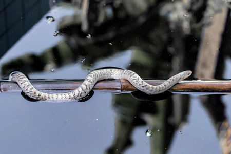 A close up shot of a snake on a boat with water reflectionsの写真素材