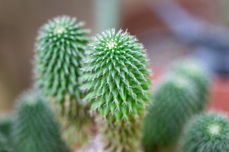 Close up cactus in a pot with blurred background. Selective focus.