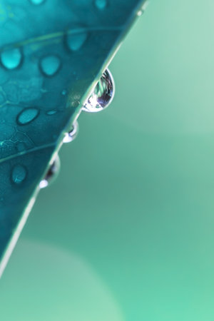 Water drop on green leaf with copy space. Abstract nature background.