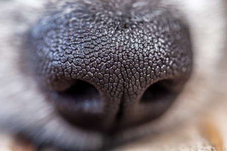 Dog's nose close-up. Selective focus. Shallow depth of field.