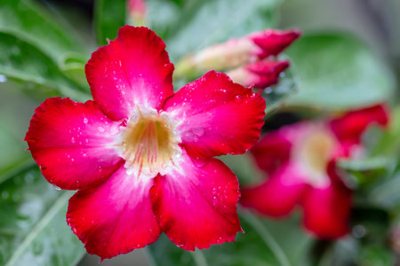 Desert rose or Impala Lily or Mock Azalea flowerの写真素材