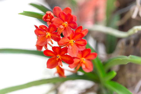 Red orchids in the pot on white background.の写真素材