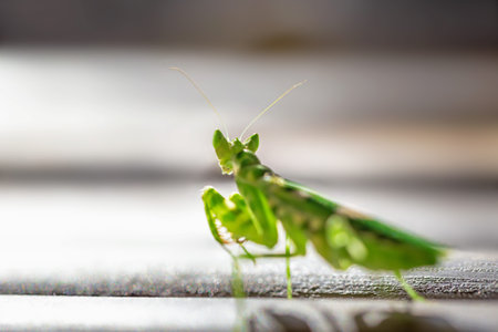 Praying mantis on a wooden surface. Macro shot.