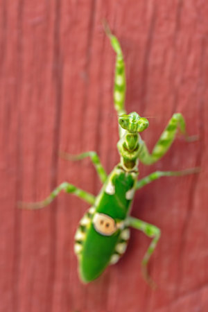 Image of green praying mantis(Mantis religiosa) on wooden background. Insect Animal