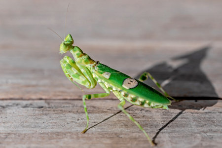 Praying mantis on a wooden background. (Mantis religiosa)