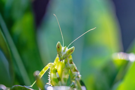 Praying mantis (Mantis religiosa) in nature.
