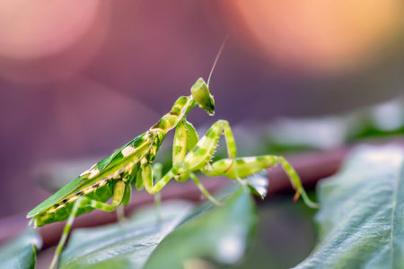 Praying mantis, Praying mantis religiosa