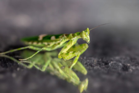 Praying Mantis (Phasmatodea) on black background