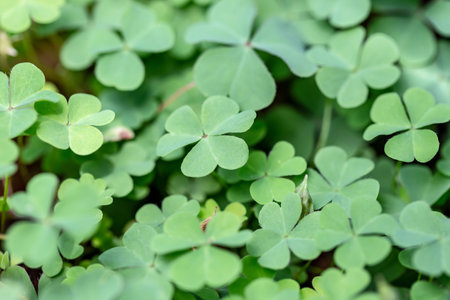 Green clover leaves close-up. Shallow depth of field.