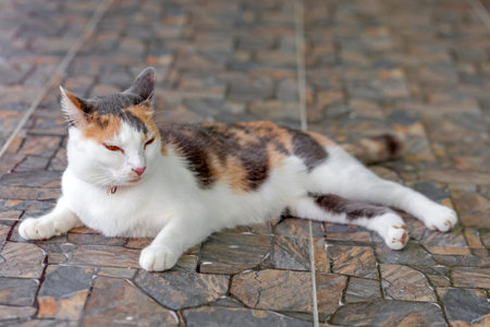 Thai cat relax on the floor in the garden, Thailand.の写真素材