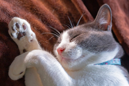 Cute cat sleeping on the sofa at home. Close up.