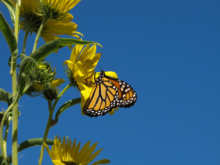 A monarch against a blue sky.の写真素材