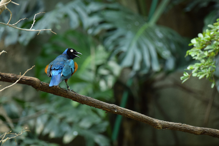 A superb starling resting on a branch and checking his surroundings.の写真素材