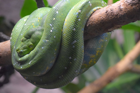 A green tree python coiled up for a rest.の写真素材