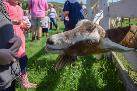A goat on a goat farm hoping for a treat.の写真素材