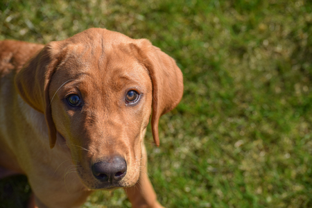 A patient red lab waiting for a command.の写真素材