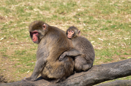 Young macaque monkey holding on to his mother.の写真素材