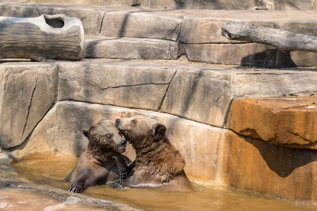 Two brown bears hugging in the water.の写真素材