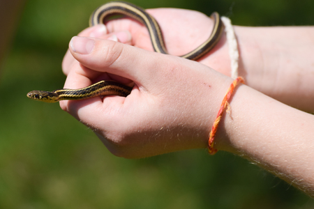 A little grass snake coiled in careful handsの写真素材