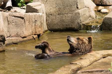 A brown bear doing a back float in the water.の写真素材