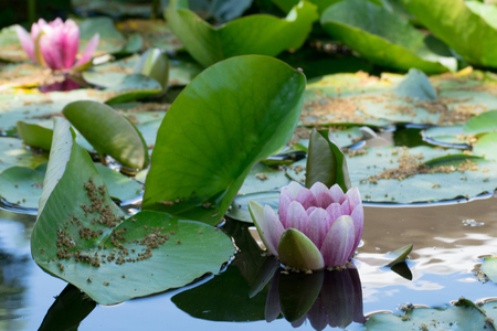 Side view of water lilies in a pond.の写真素材