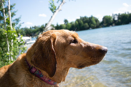 Profile of a wet dog by a lake waiting to jump back in.の写真素材