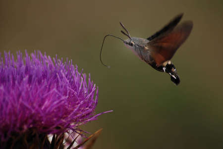 hummingbird moth
