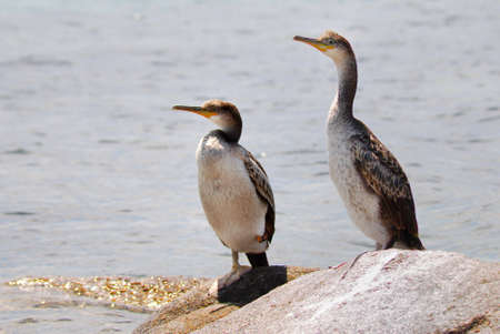 couple of cormorantsの写真素材