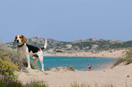 dog and beachの写真素材