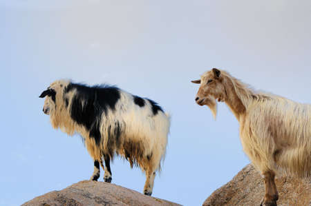 goats on rockの写真素材