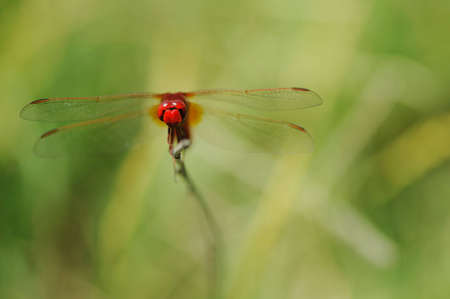 red dragonflyの写真素材