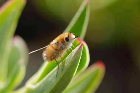 fluffy insectの写真素材
