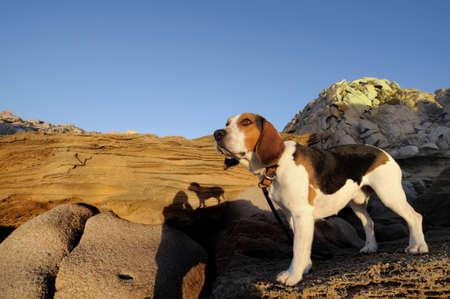 beagle dogの写真素材