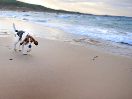 beagle dog at the beachの写真素材