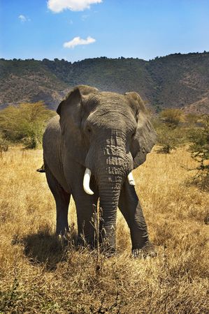 Elephant Fully Body Portraitの写真素材