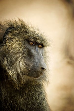 Headshot of Baboonの写真素材