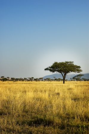 African Savannah Landscapeの写真素材