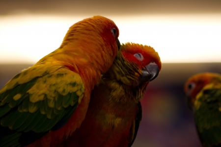 Bird  