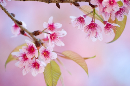 Flowerの写真素材