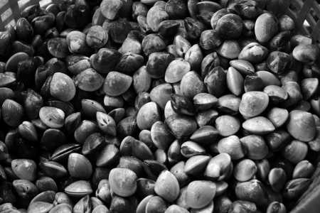 Shell の写真素材