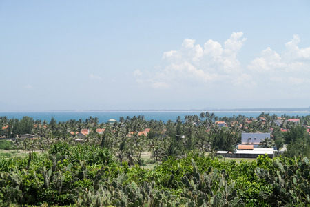 Cactusの写真素材