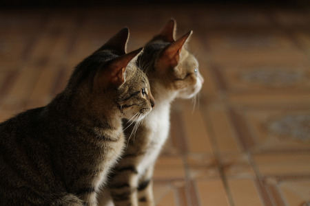 The cat look the outside.の写真素材