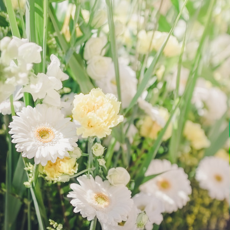 Beautiful white and yellow flowers. Selective focus.の写真素材